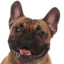 Cosmo avatar
