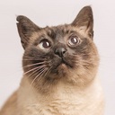 Buddy Bot avatar