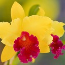 Cattleya avatar