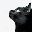 Josh avatar