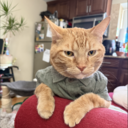 Jazmin Swenson avatar